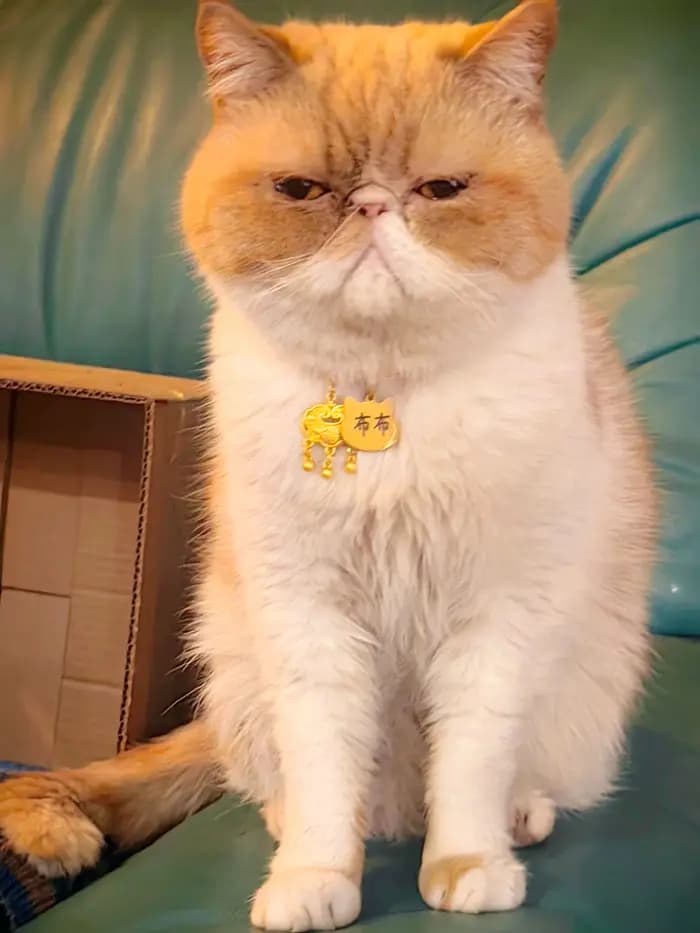 Collier personnalisé pour animaux de compagnie