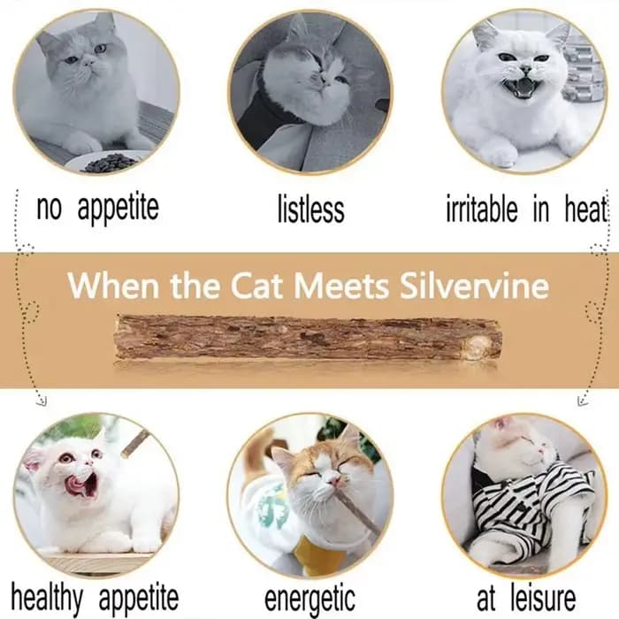15 pièces naturel Matatabi chat herbe-aux-chats jouet chaton molaire bâton à mâcher nettoyage des dents
