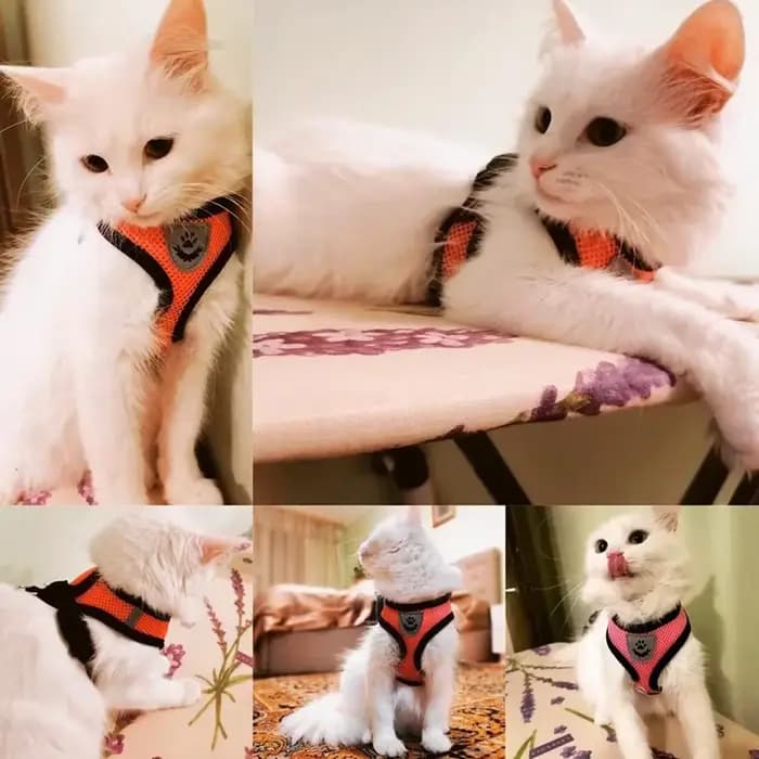 Laisse en plomb en polyester réglable pour animal de compagnie