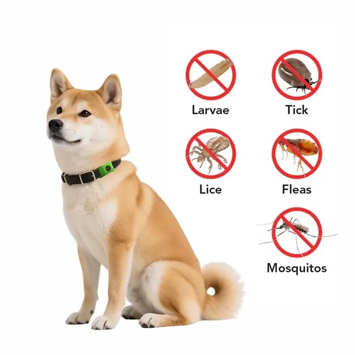 Huiles naturelles anti-puces et anti-touche pour collier de chiens et de chats