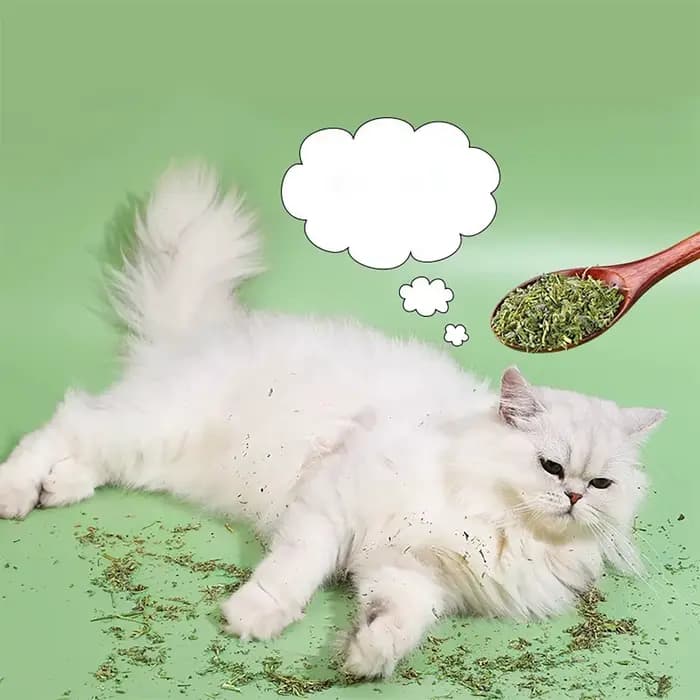 Bio 100% naturel de haute qualité herbe-aux-chats bétail goût de menthe drôle chat jouet nouveau