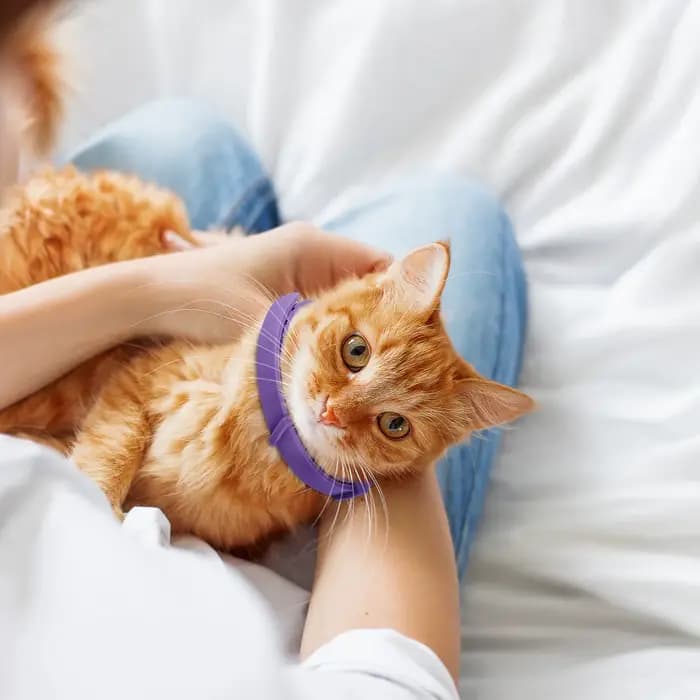 Collier apaisant pour chat