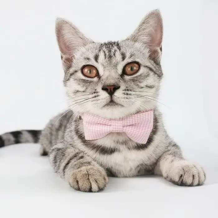 Collier pour chat mignon avec nœud papillon