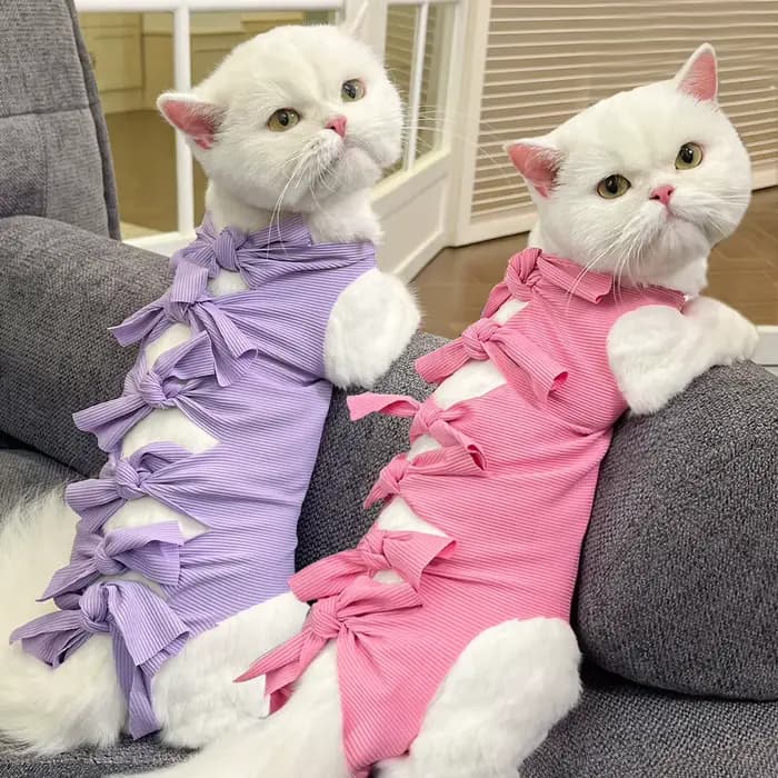 Combinaison de récupération chirurgicale pour chat
