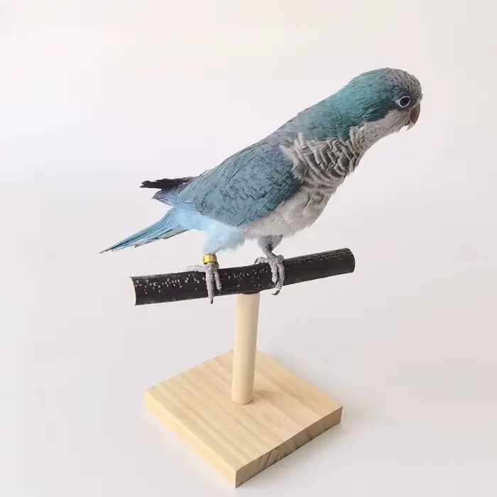 Support de perche à oiseaux Portable