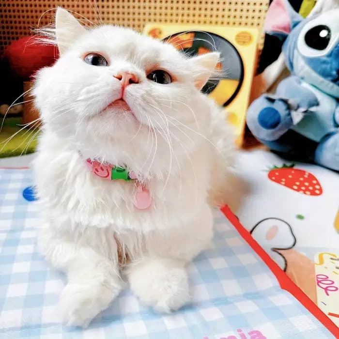 Collier de sécurité pour chat, colliers élastiques extensibles, légers pour chaton, cou pour tous les chats, avec boule Macaron, accessoires pour animaux de compagnie