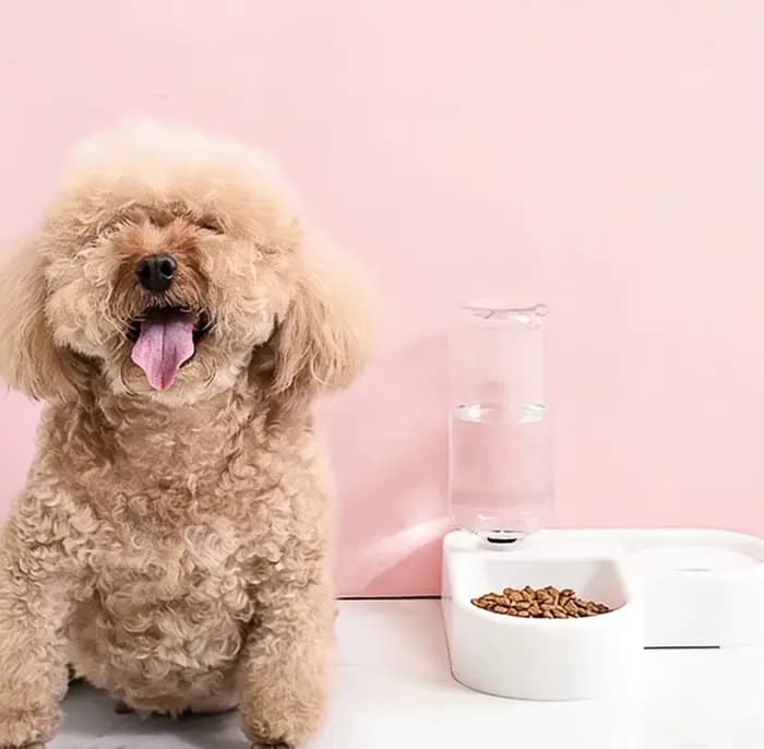 Bol double pour chien et chat - Ensemble de bols pour animaux de compagnie et pour la nourriture