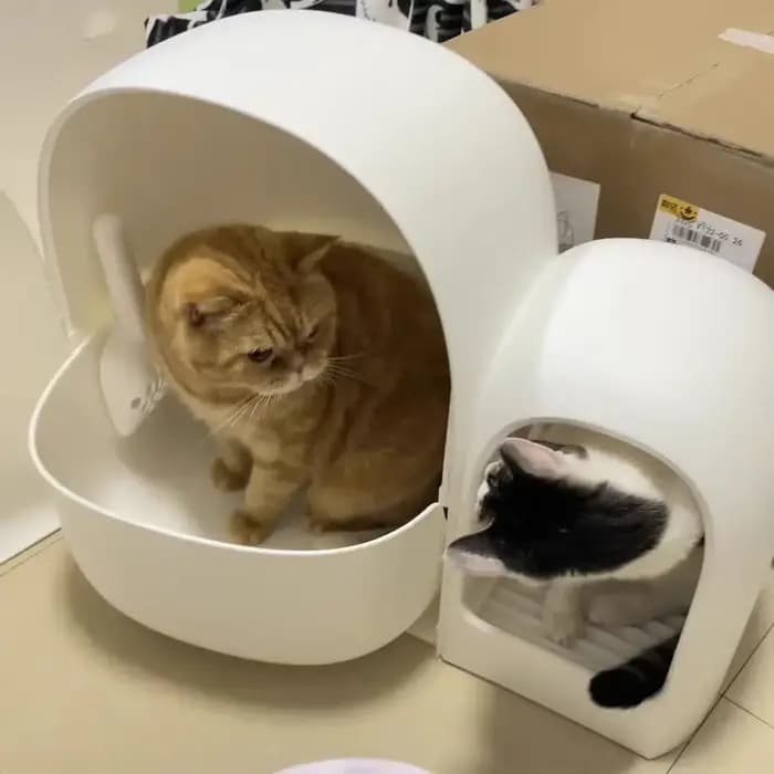 Bac à Litière pour Chat