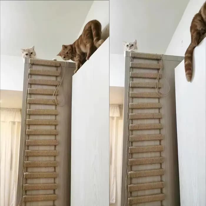 Structure d'escalade pour chat avec pont