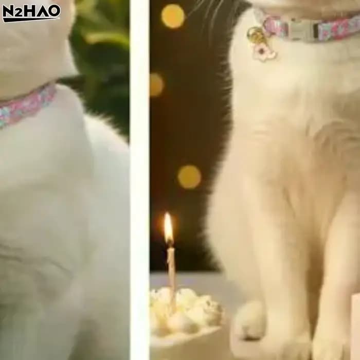 Collier pour animaux de compagnie