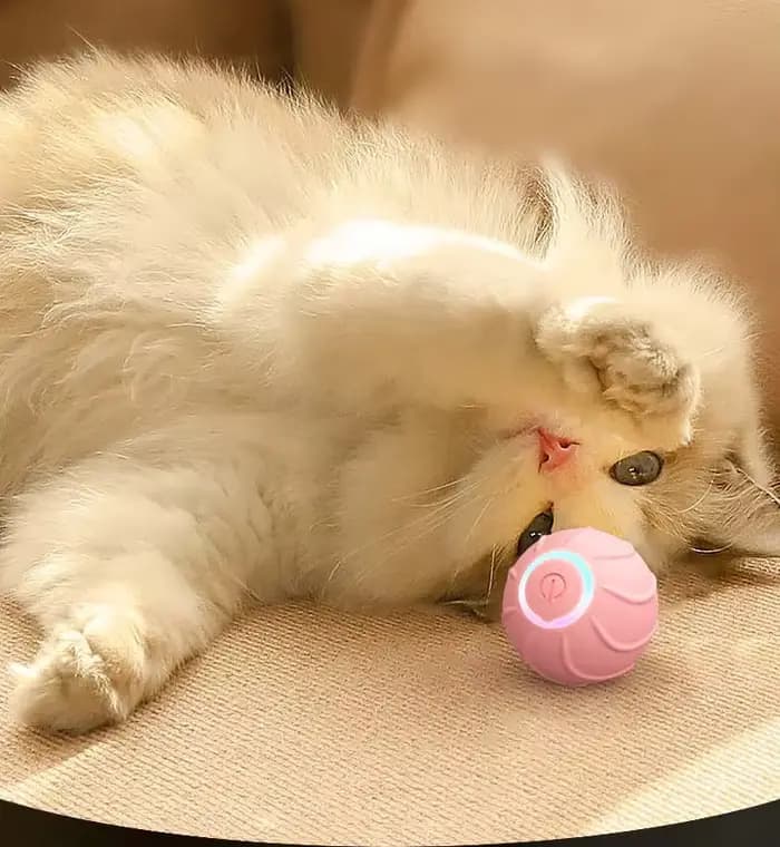 Jouets intelligents pour chat
