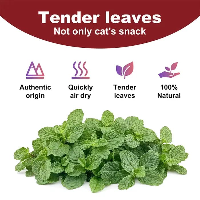 Pet's Cat Premium Catnip-56g Pot de cataire à haute puissance