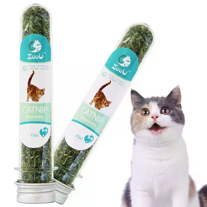 Herbe à chat biologique naturelle de haute qualité