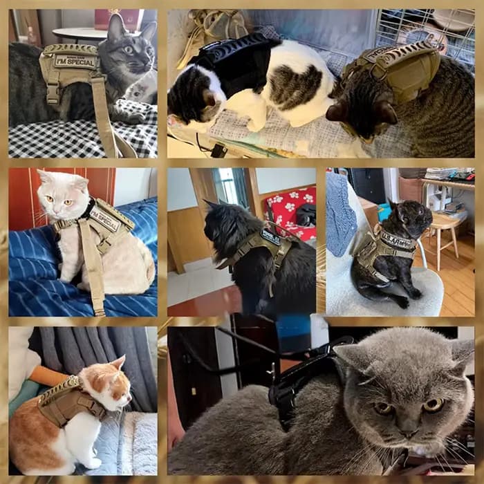 Ensemble harnais et laisse tactiques pour chat, pour la marche, anti-évasion, gilet pour animaux de compagnie, maille douce avec poignée de commande pour chats et petits chiens