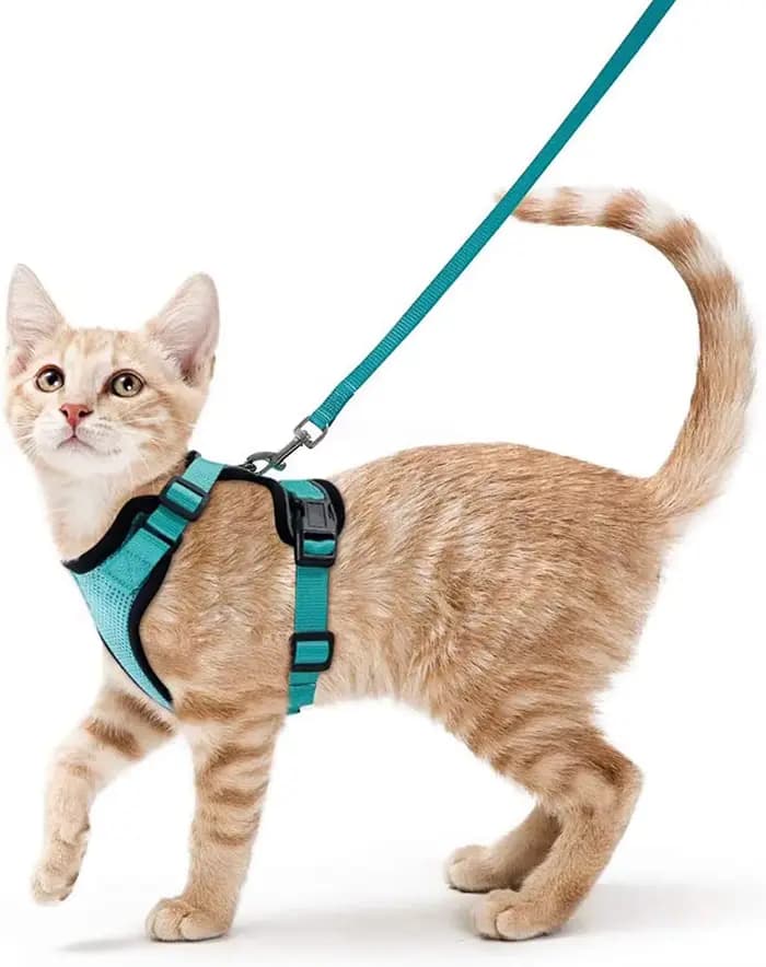 Harnais et laisse pour chat pour la marche