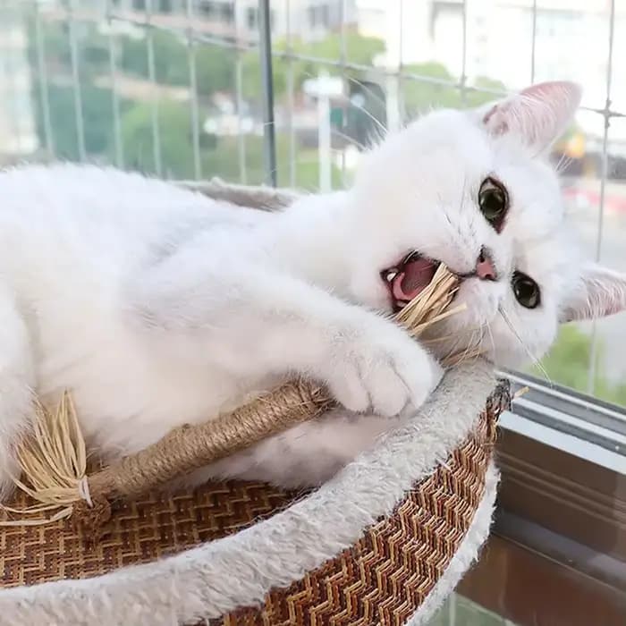 Jouet à mâcher en herbe de cataire pour chat