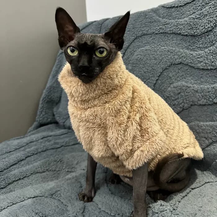Pull pour chat de compagnie
