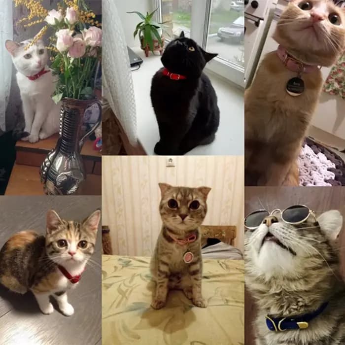 Collier de sécurité pour chat