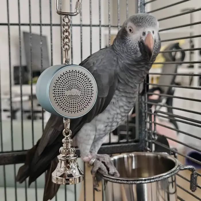 Jouet oiseau Jouets de perroquet à l'enseignement de la formation Entraîneur parlant d'oiseau Enregistrement interactif Lecture