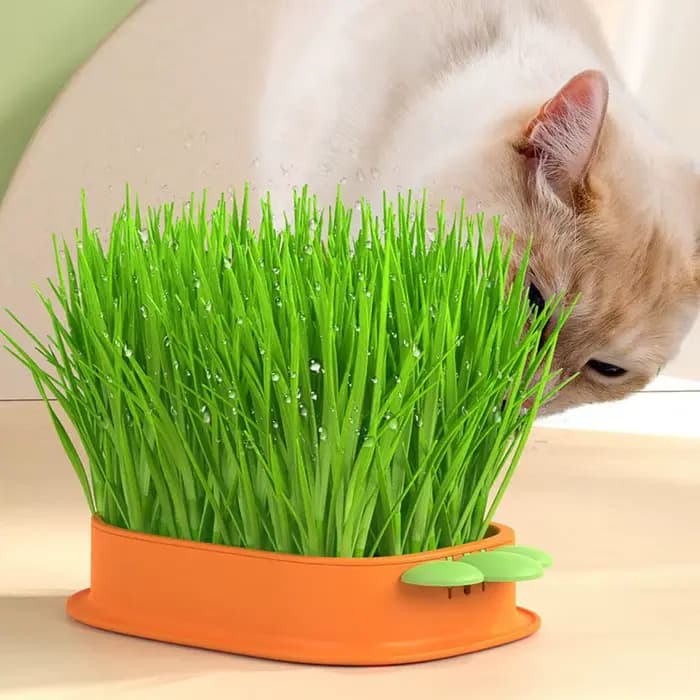 Boîte à collation hydroponique sans sol pour chat