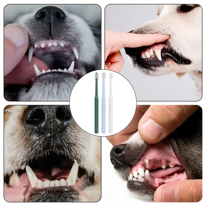 Brosse à dents pour chat