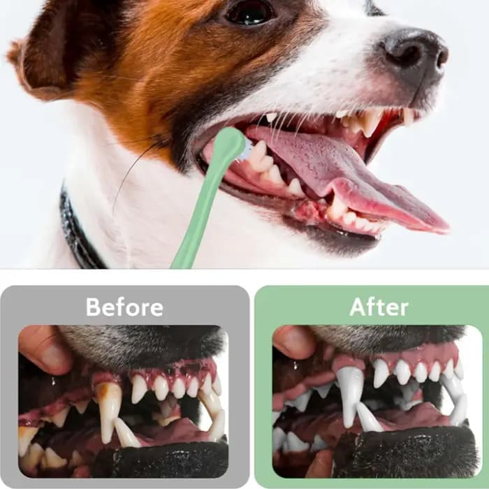 Brosse à dents à poils souples pour animaux de compagnie
