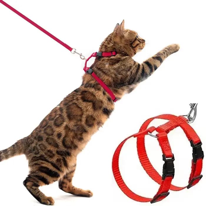 Harnais pour chat avec collier et laisse réglables