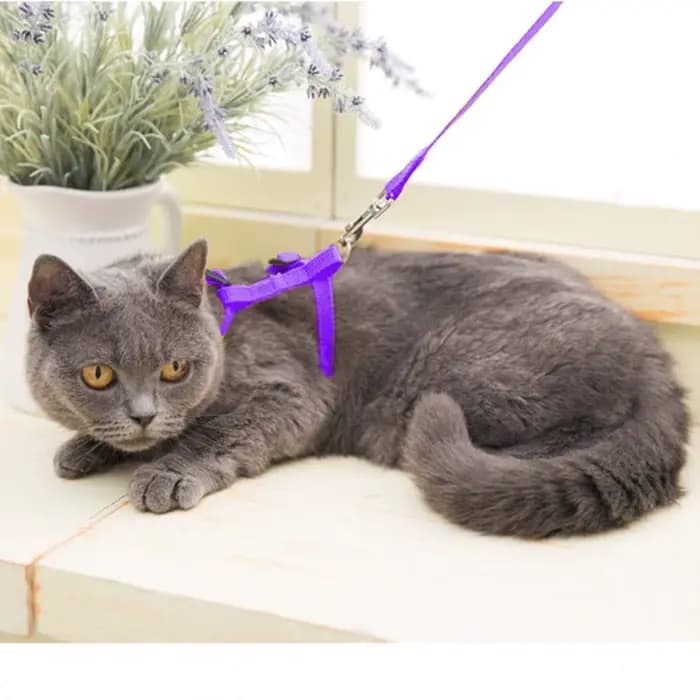 Ensemble de laisse réglable en nylon SFP pour animaux de compagnie