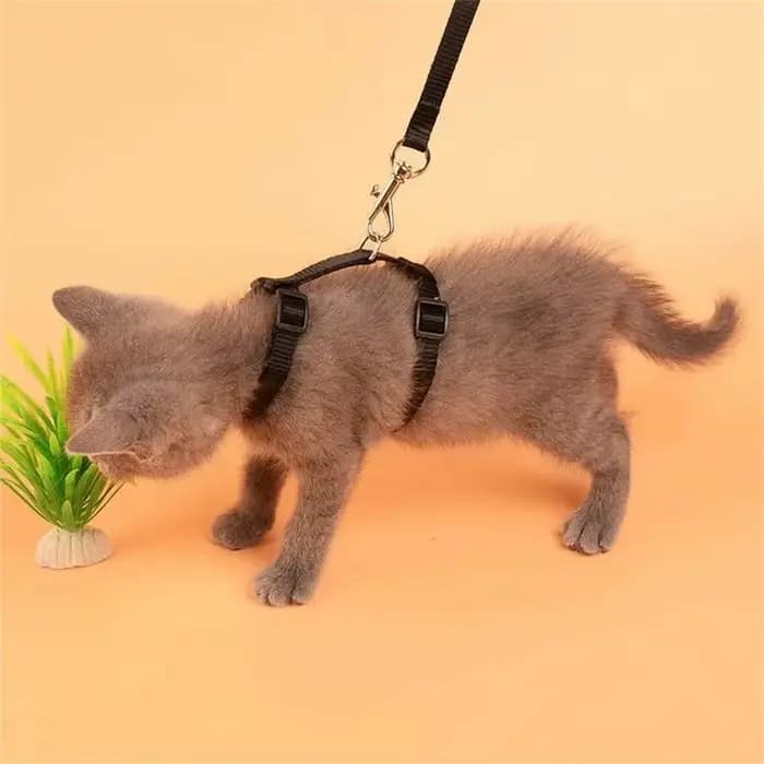 Collier de chat harnais laisse réglable en Nylon Traction pour animaux de compagnie