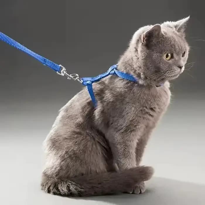 Ensemble harnais pour chat avec laisse et collier