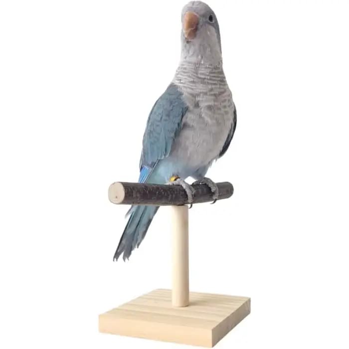 Support de perche à oiseaux Portable