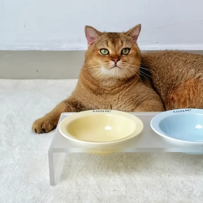 Bol surélevé en céramique pour chat, support de bol en acrylique de couleur unie, support de bol inclinable réglable, grand diamètre, double bol pour animaux de compagnie