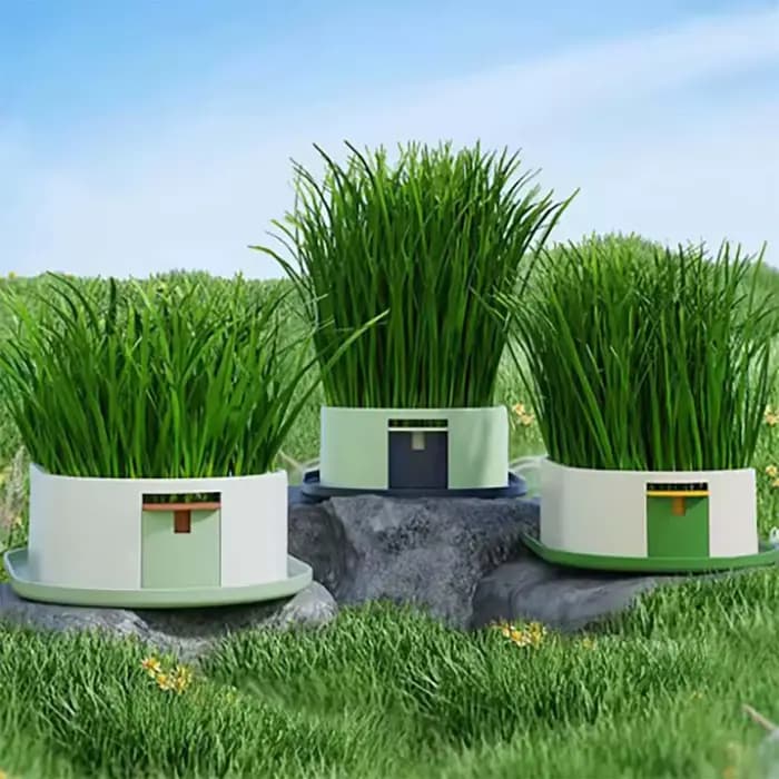 Boîte à herbe pour chat