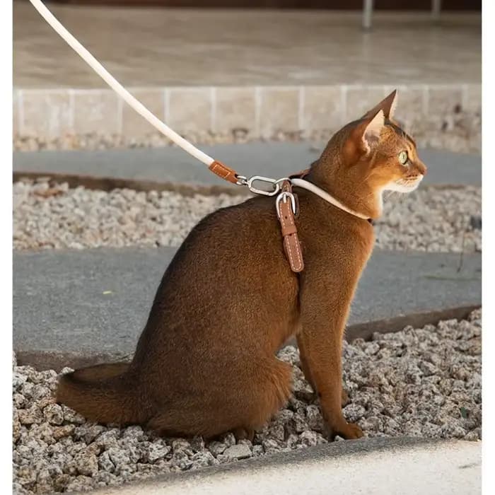 Ensemble Harnais et Laisse pour Chat en Cuir 4 Vitesses