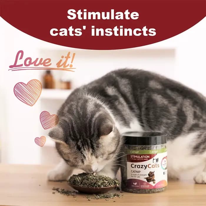 Pet's Cat Premium Catnip-56g Pot de cataire à haute puissance