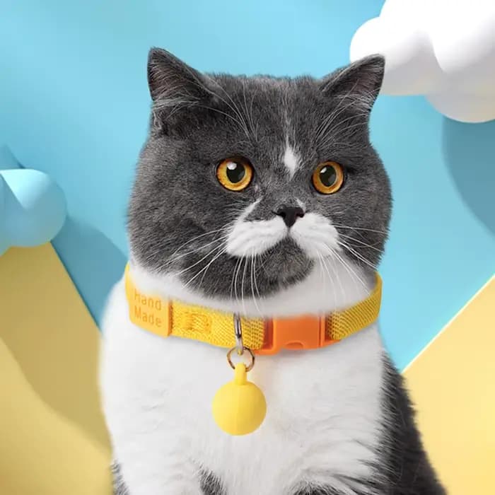Collier pour chat, sangle élastique, collier pour chiot, petit chien