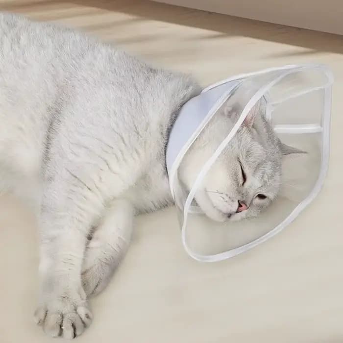 Collier cône de récupération pour chat transparent réutilisable