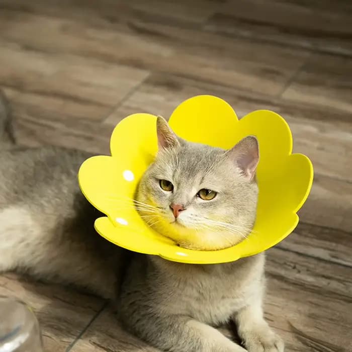 Colliers de récupération réglables en forme de fleur pour chat