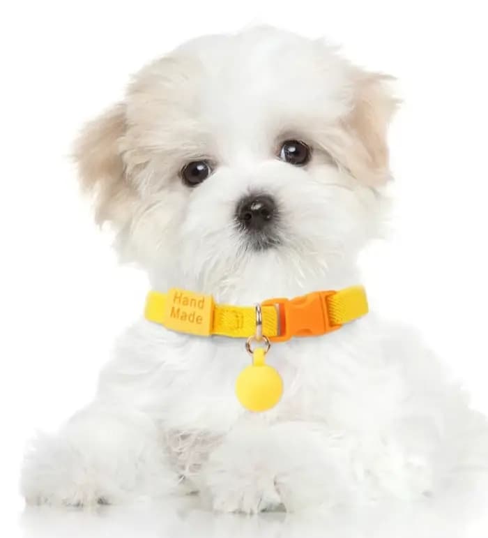 Collier de sécurité pour chat