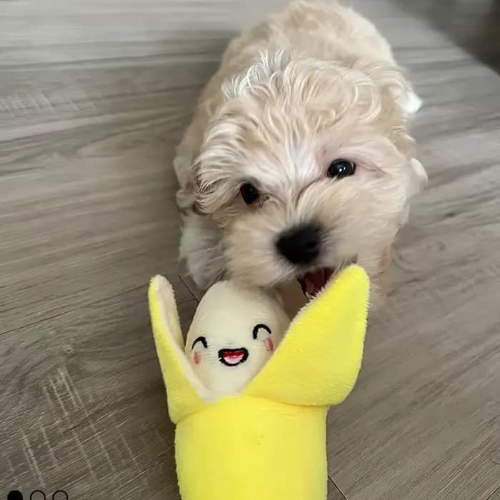 Ensemble de 7 jouets sonores pour chiots