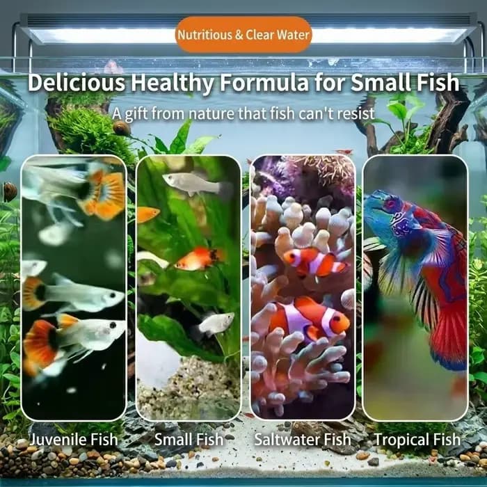 Nourriture pour poissons riches en protéines pour béta et guppy