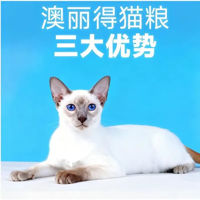 Nourriture pour chats en gros