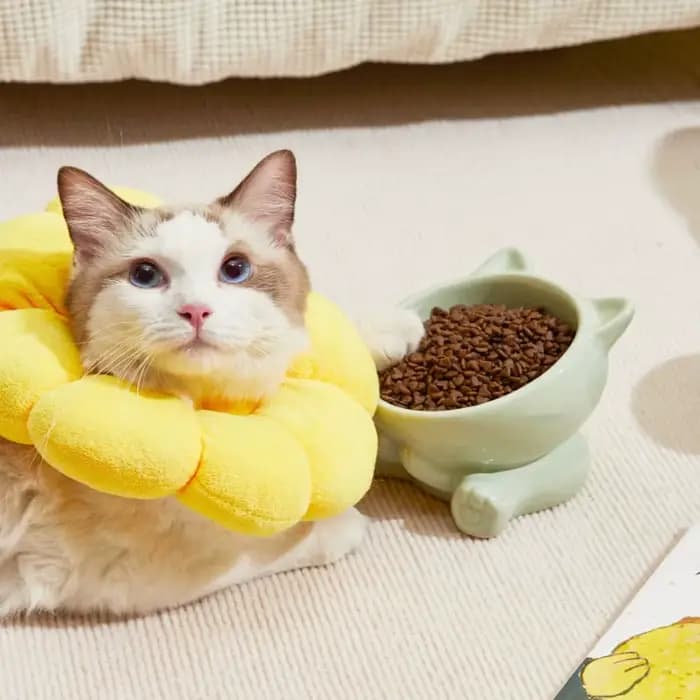 Bol en céramique créatif pour chat