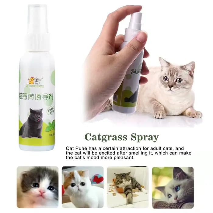 Spray d'herbe à chat pour chat, naturel, sain, sûr, effet à long terme, chatons, attractif, entraînement pour animaux de compagnie, fournitures pour animaux de compagnie, 50ml