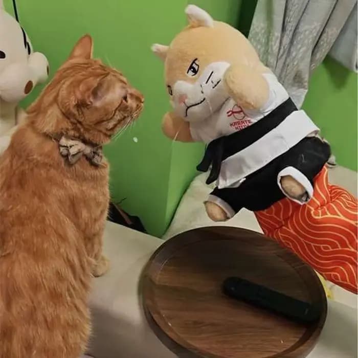 Marionnette de main de lutteur de sumo pour chat