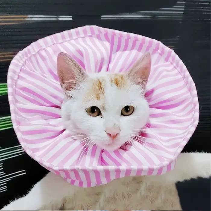 Collier de protection souple pour chat, réglable, anti-morsure, à rayures, avec cordon de serrage anti-léchage, pour animaux de compagnie après chirurgie
