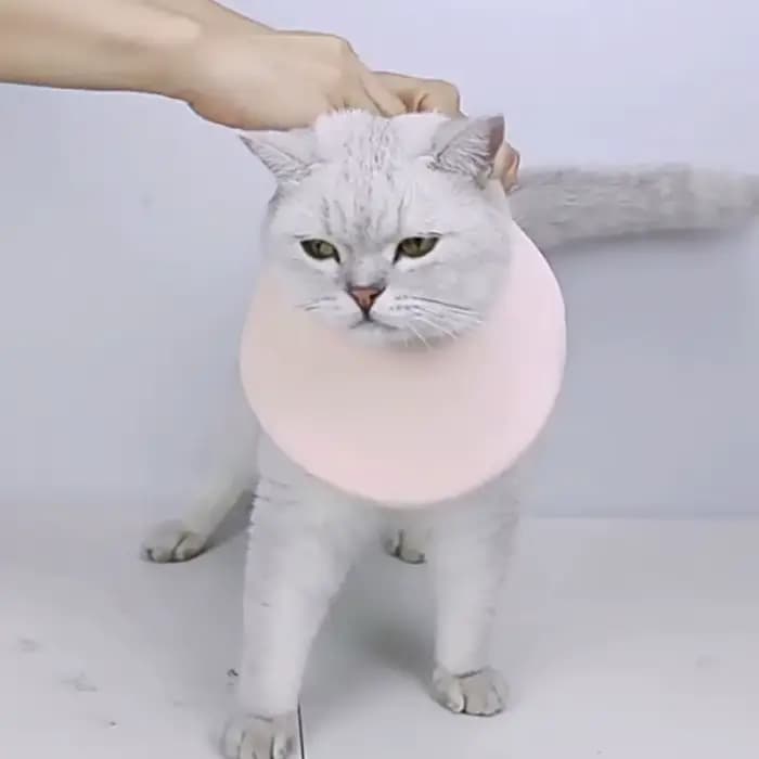 Collier de récupération pratique double face pour chat