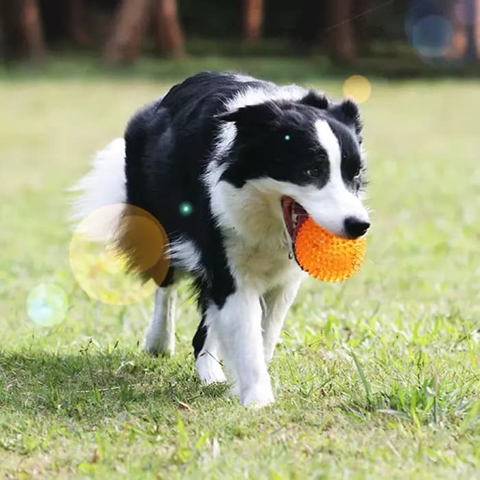 Boule à mâcher résistante aux morsures pour animaux de compagnie