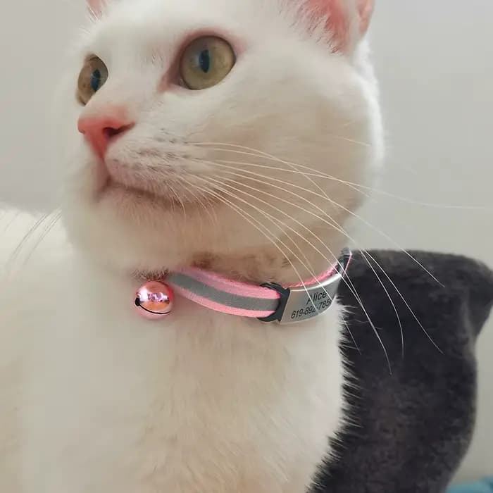 Collier réfléchissant pour chat gravé