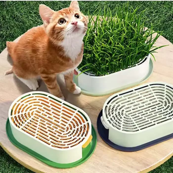 Boîte à herbe pour chat